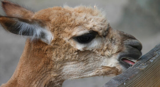 alpaca