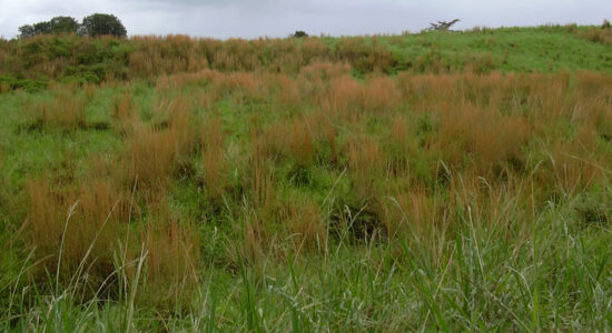 andropogon virginicus