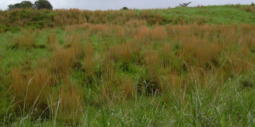 andropogon virginicus