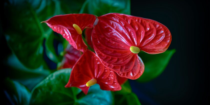 anthurium