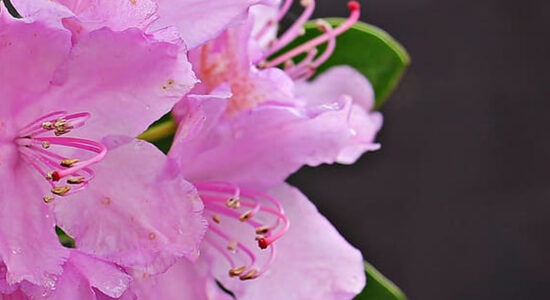 azalea