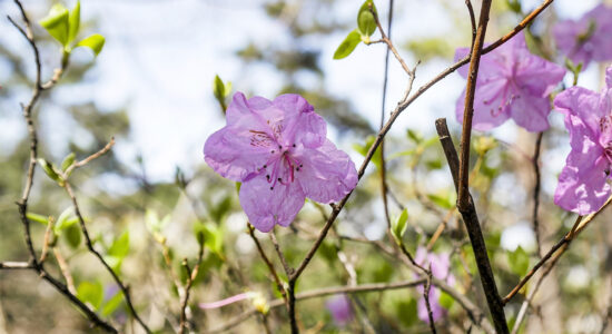 azalea