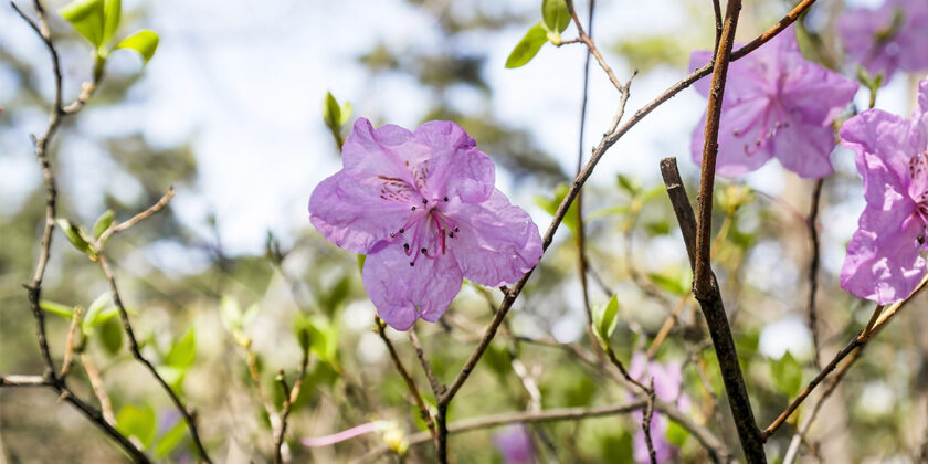 azalea