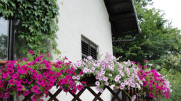 balcone fiorito