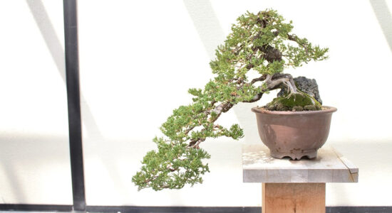 bonsai