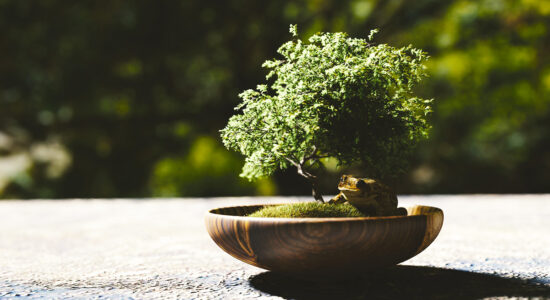 bonsai