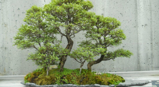 bonsai