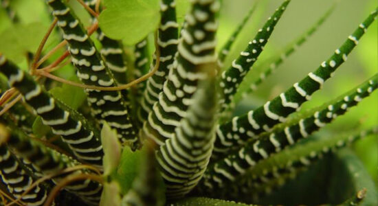 cactus zebra