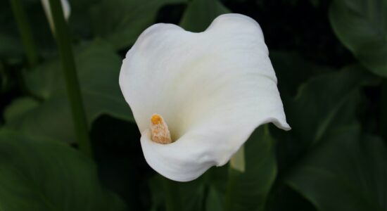 calla