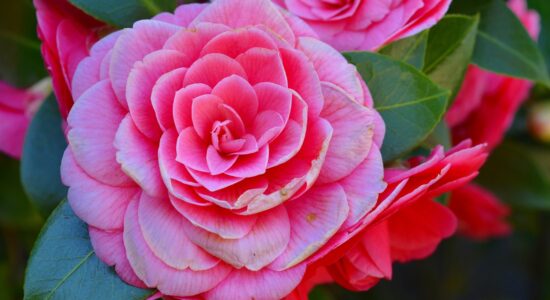 camelia