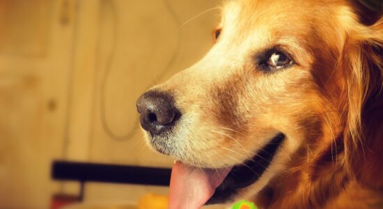 cane
