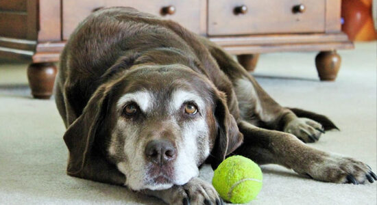 cane