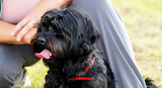 cane