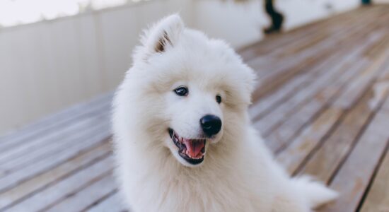 cane Samoiedo