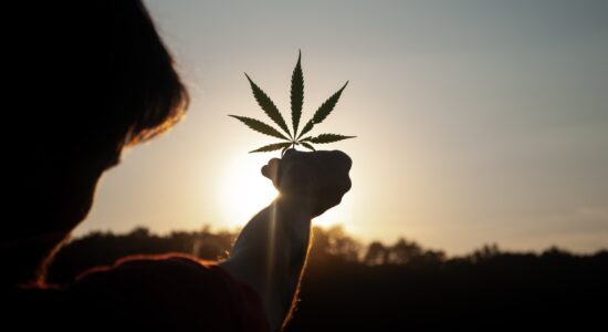 cannabis