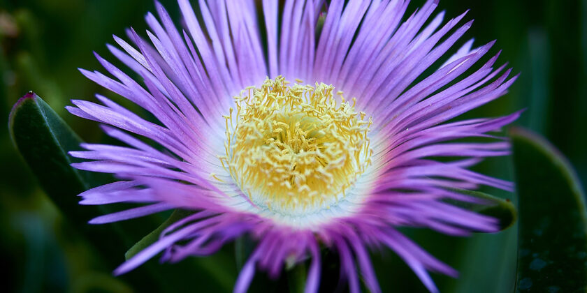 carpobrotus