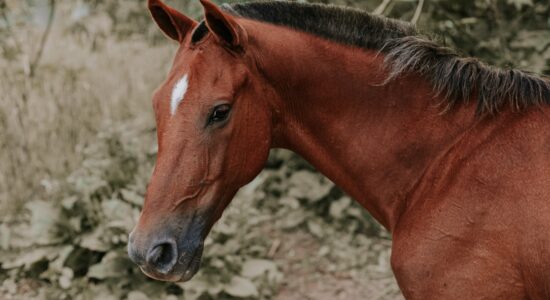 cavallo