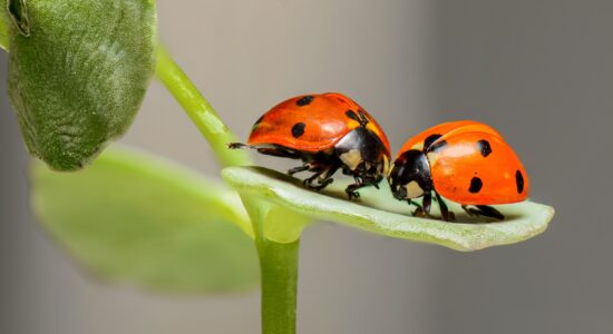 coccinelle