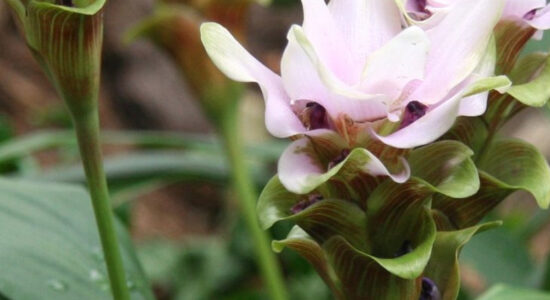 curcuma bianca