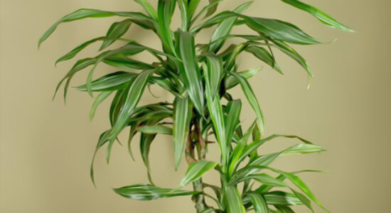 dracena, dracaena