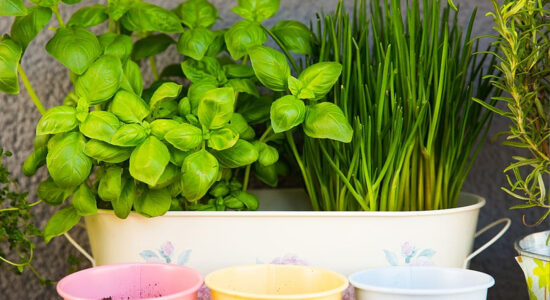 erbe aromatiche