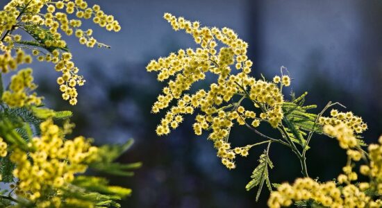 primavera