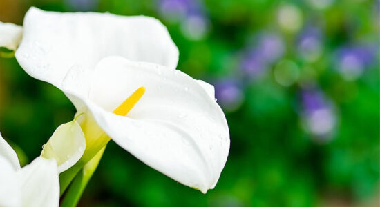 fiore