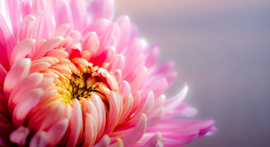 fiore