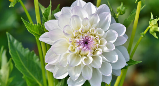 fiore