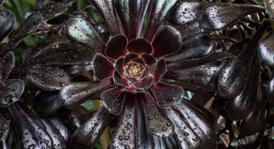 fiore