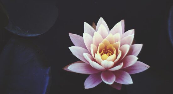 fiore di loto