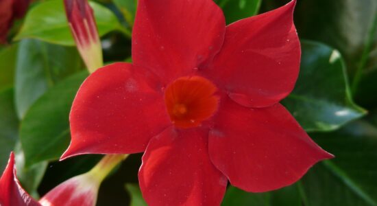 fiori