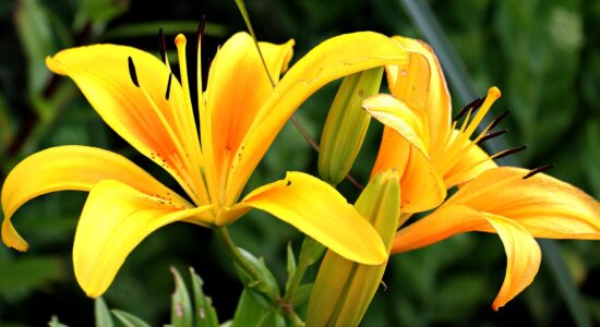 fiori