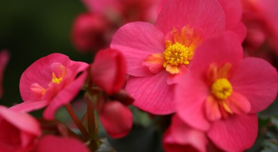 fiori