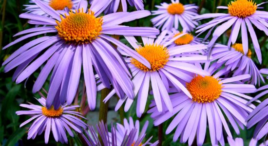 fiori