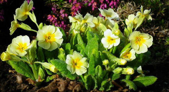 primula
