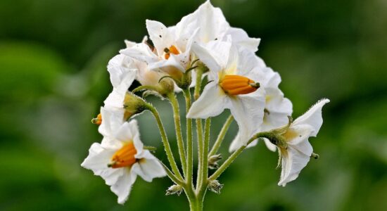 fiori di patata