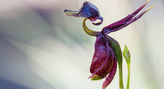 flying duck orchid