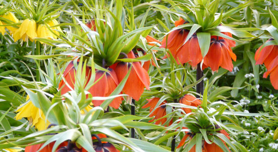fritillaria imperialis