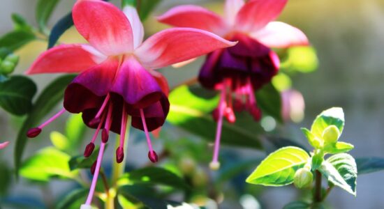 fuchsia