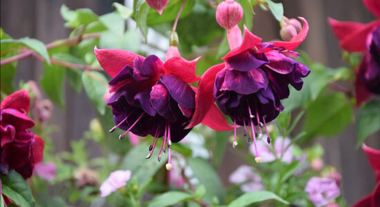 fuchsia