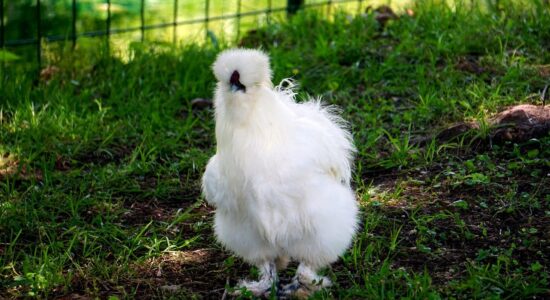gallina moroseta