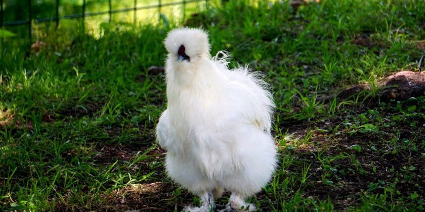 gallina moroseta