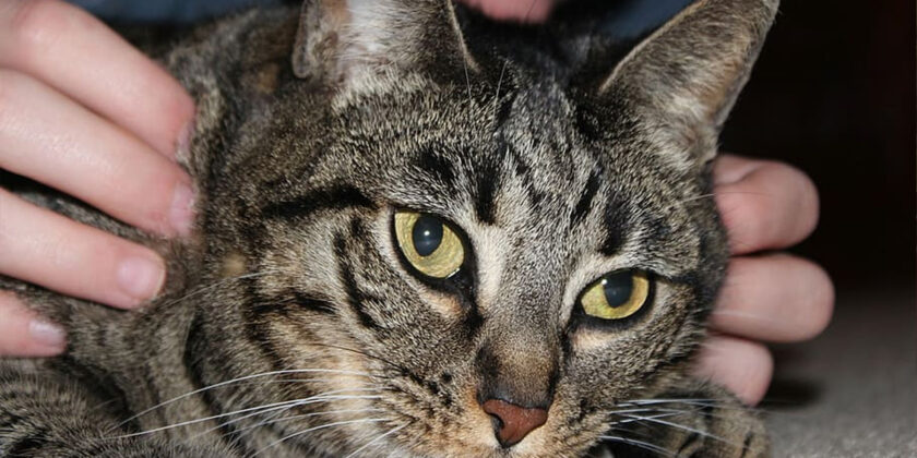 gatto