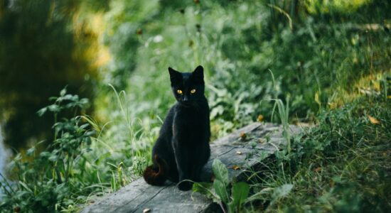 gatto