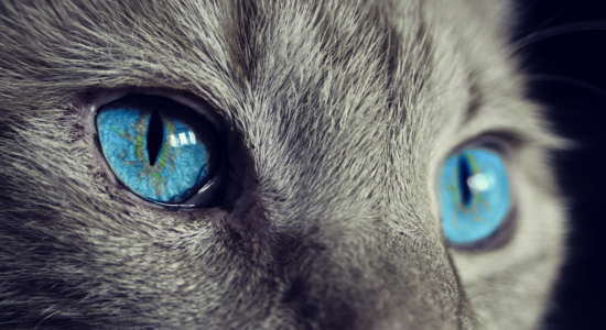 gatto