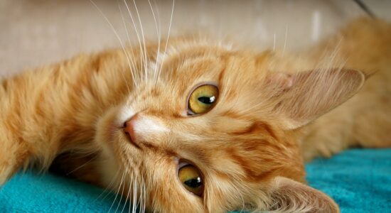 gatto