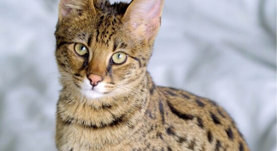 gatto Savannah