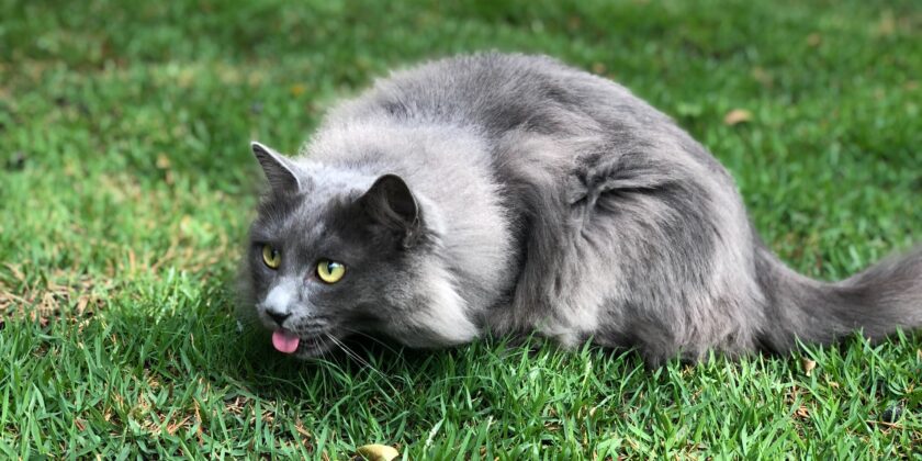 gatto che vomita