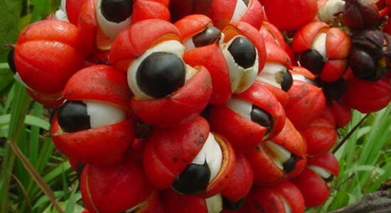 guaranà